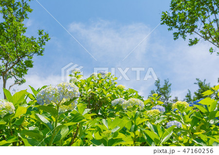 青空広がる紫陽花（群馬県下仁田あじさい園） 47160256