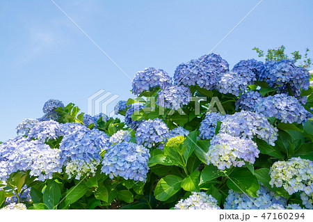 青空広がる紫陽花（群馬県下仁田あじさい園） 47160294