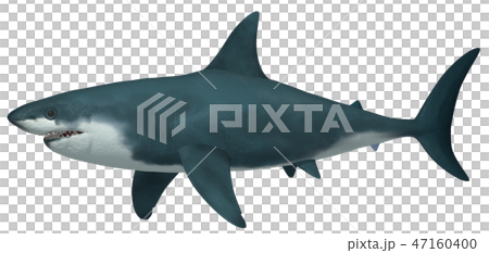 Megalodon 47160400