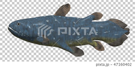 シーラカンス シーラカンス 47160402