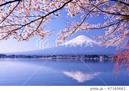 風情ある日本の春 逆さ富士と桜の写真素材 [47160662] - PIXTA