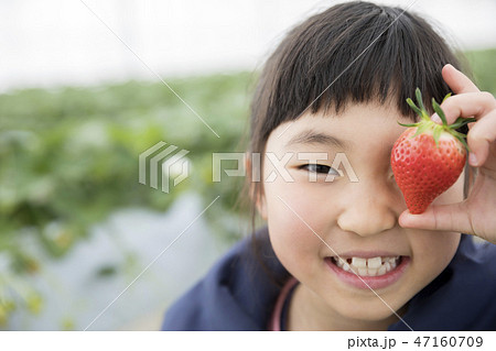 いちご狩りイメージ 47160709