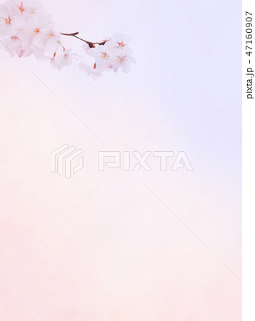 和 和風 和柄 背景 和紙 春 桜 ピンク グラデーションのイラスト素材