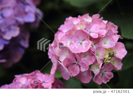 紫陽花 紫陽花 47162501