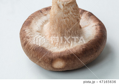 白背景にシイタケのアップ 白背景にシイタケのアップ 47165636