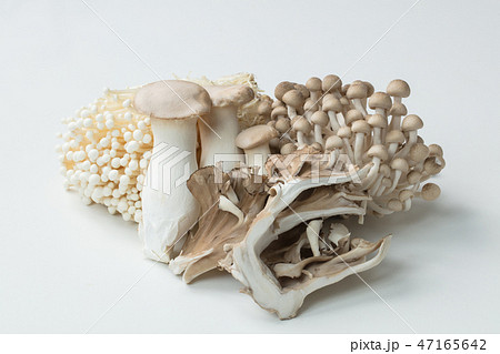 白背景にキノコ類の集合 47165642