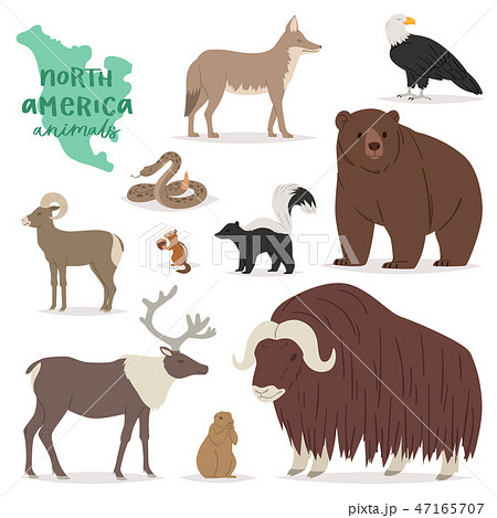Animal vector animalistic character in forest bear deer elk in America wildlife illustration set of 47165707