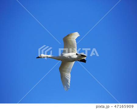 白鳥の飛翔 白鳥の飛翔 47165909