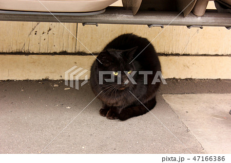 鶴見線扇町駅に住みついた黒猫(2) 47166386