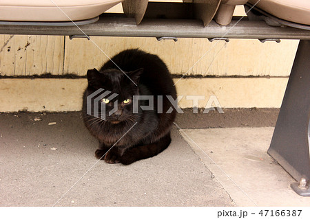 鶴見線扇町駅に住みついた黒猫(3) 47166387