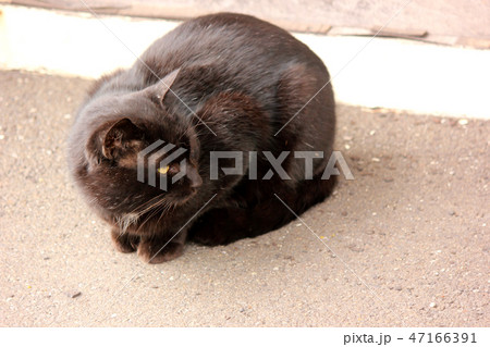 鶴見線扇町駅に住みついた黒猫(4) 鶴見線扇町駅に住みついた黒猫(4) 47166391