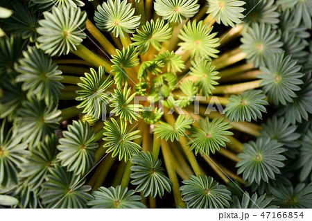 オキザリスパルマ 47166854