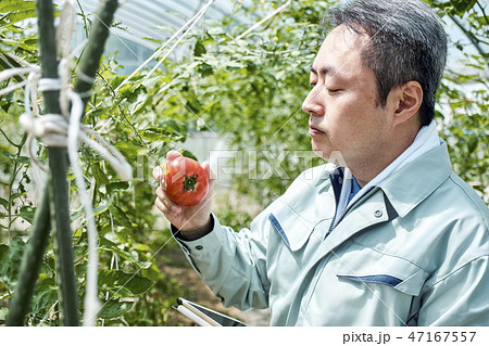 男性　スマート農業　ハウス栽培 47167557