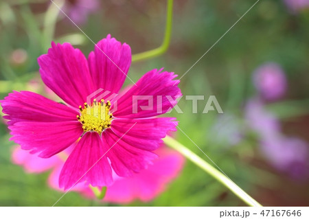 Cosmos flower in tropical Cosmos flower in tropical 47167646