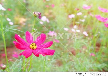 Cosmos flower in tropical 47167720
