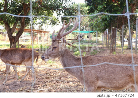 Deer in the zoo 47167724