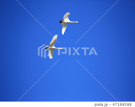 白鳥の飛翔 47168388