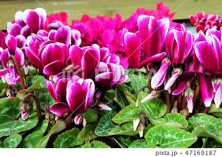 シクラメンの花 素材 背景 シクラメンの花 素材 背景 47169187