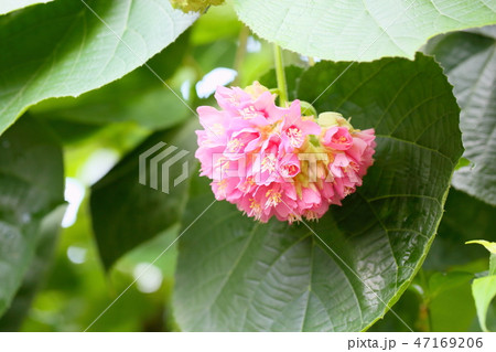 ピンクのドンベアの花 ピンクのドンベアの花 47169206