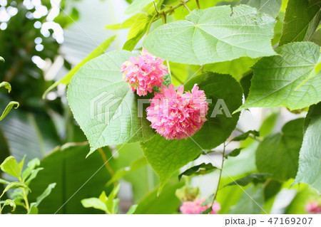 ピンクのドンベアの花 ピンクのドンベアの花 47169207