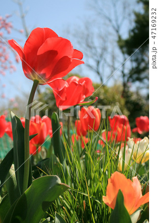 チューリップ畑 虫、小人の視点でウキウキ Red Tulips in the field 47169232