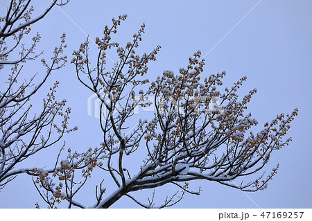 桐の木の冬芽に雪積もる　福島県只見町 47169257