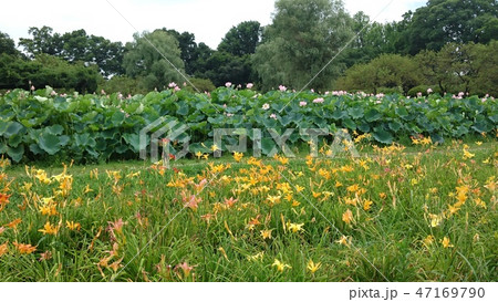 古河公方公園 古代ハスとキスゲの共演 47169790