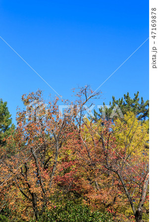 名古屋城内の紅葉 名古屋城内の紅葉 47169878