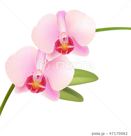 Pink Phalaenopsis Orchid 47170062
