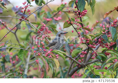 赤い実とヒヨドリ 赤い実とヒヨドリ 47170536