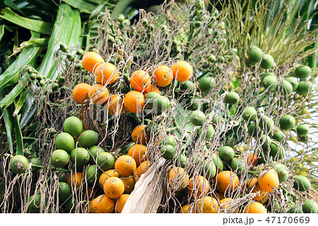 orange seed and new green palm seed on tree 47170669