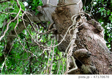 Parasite vines use trees live find sunlight food 47170670