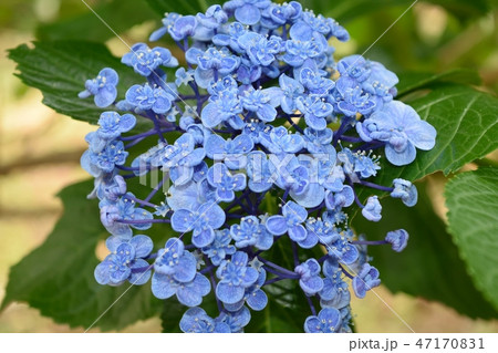 6月アジサイ "ダンスパーティー" 青紫の花アップ 6月アジサイ "ダンスパーティー" 青紫の花アップ 47170831