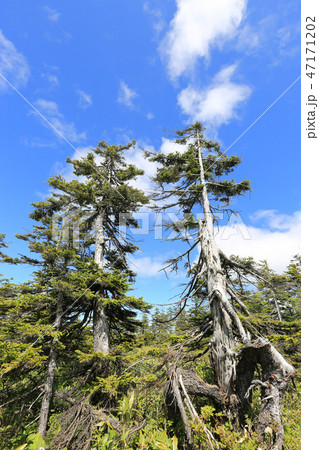 新緑の松山湿原［初夏/北海道美深町］ 47171202