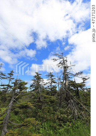新緑の松山湿原［初夏/北海道美深町］ 47171203