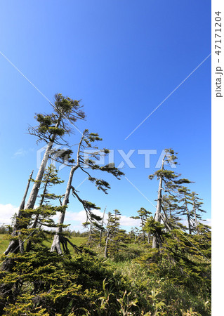 新緑の松山湿原［初夏/北海道美深町］ 47171204