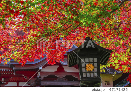 【東京都】もみじまつりの高幡不動尊・大師堂ともみじ　関東三大不動・高幡山明王院金剛寺 47171426