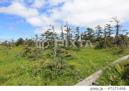 新緑の松山湿原［初夏/北海道美深町］ 47171466