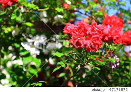 赤い薔薇 47171676