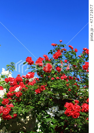 赤い薔薇 赤い薔薇 47171677