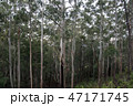 Forest Sri Lanka 47171745