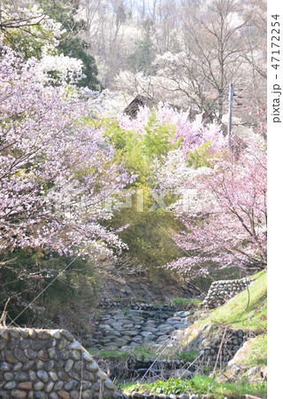 春の風景 47172254