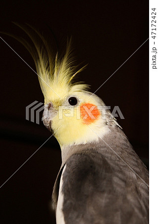 可愛い オカメインコ ノーマル インコ ほっぺた 赤い 小鳥 ペット 白 クリーム 黄色いとさか 鳥の写真素材