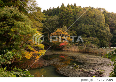 秋の野池 紅葉 秋の野池 紅葉 47173509