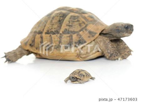 Hermanns Tortoise and baby turtles 47173603