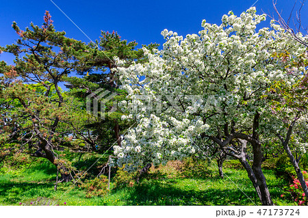 白い八重桜・雨宿・白絹　松前城 47173724
