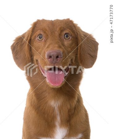 Nova Scotia Duck Tolling Retriever Nova Scotia Duck Tolling Retriever 47173770