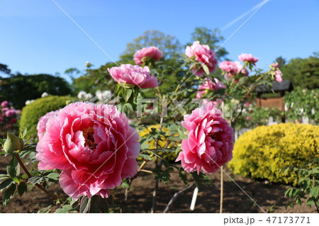 福島県の須賀川牡丹園の満開の牡丹 47173771