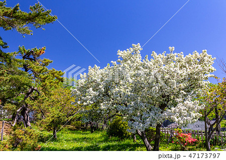 白い八重桜・雨宿・白絹　北海道松前城 47173797