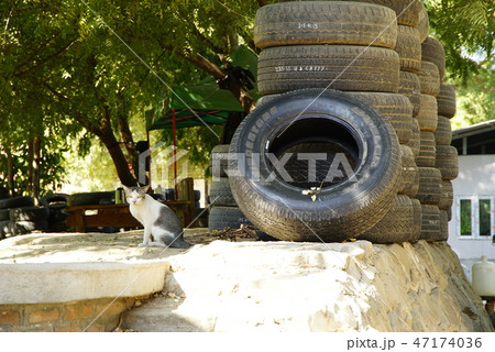 猫とタイヤ 猫とタイヤ 47174036